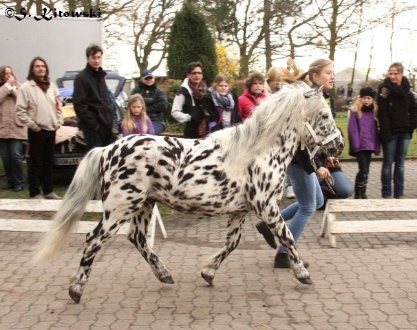 Wum von Marschhorst / Appaloosa-Pony