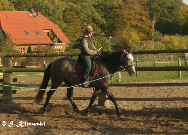 26.10.2008 Momo und Dagmar an der Longe