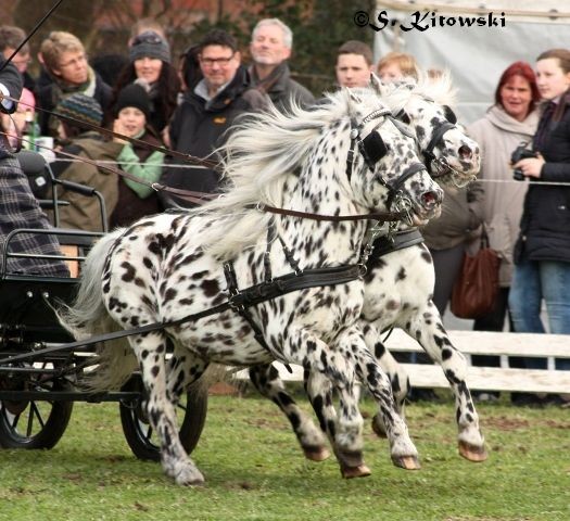 Wim und Wum von Marschhorst / Appaloosa-Ponys