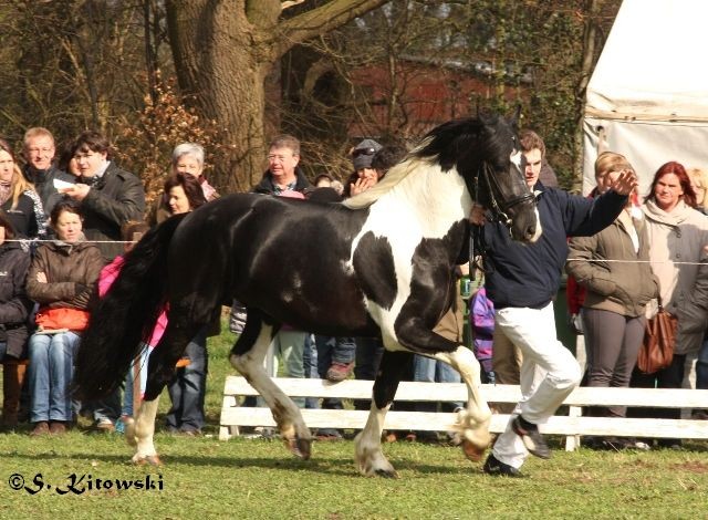 T-Rex von Marschhorst / Barockpinto