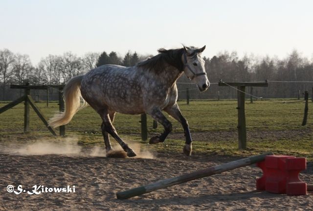 09.03.2014 - Freilauf / Freispringen