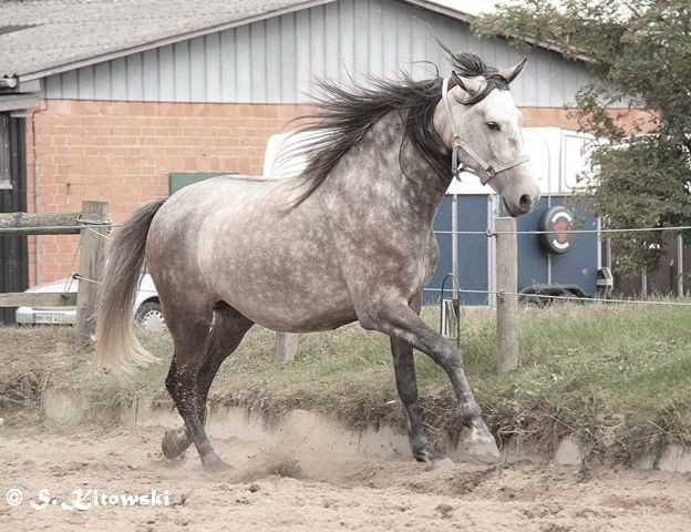 21.08.2010 - Momo beim Freilaufen auf dem großen Sandplatz