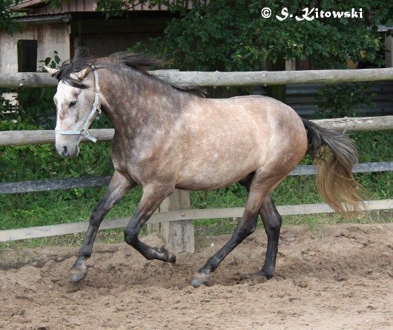 11.07.2009 - Momo im Roundpen