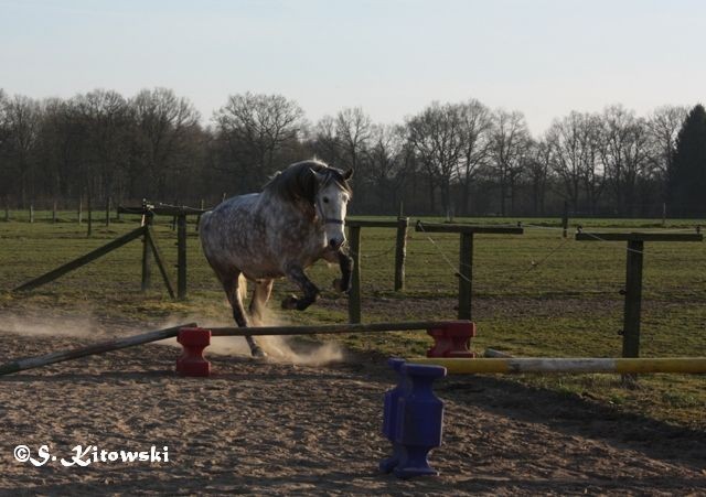 09.03.2014 - Freilauf / Freispringen