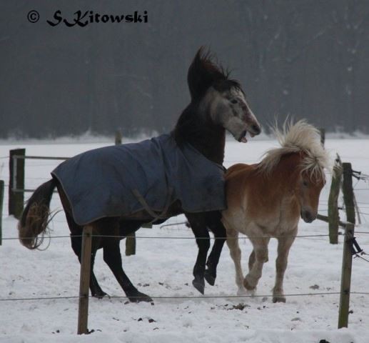 23.01.2010 - Momo und Summer beim Spielen...