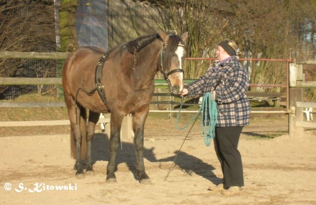 16.02.2008 Momo bei der Roundpen-Arbeit