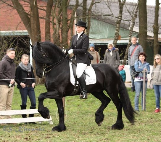 Targon von Marschhorst / Friese