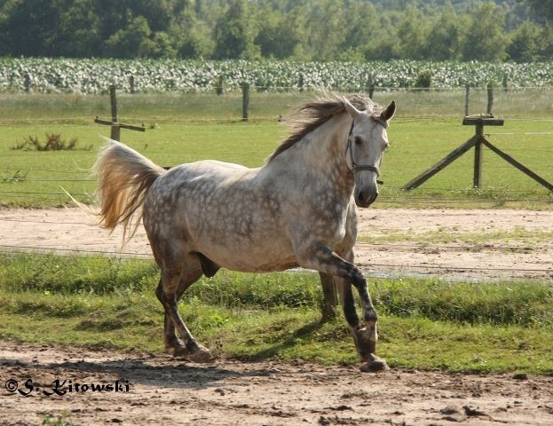 Momo musste alleine im Paddock bleiben...