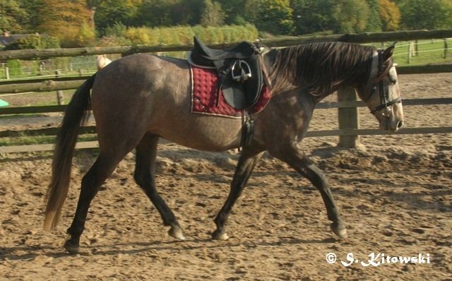 26.10.2008 Ablaufen vorm Reiten