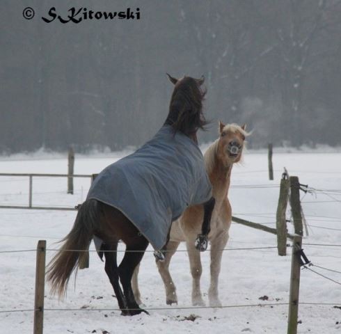 23.01.2010 - Momo und Summer beim Spielen...