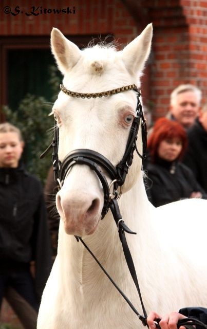 Falsario de Color / Deutsches Reitpony