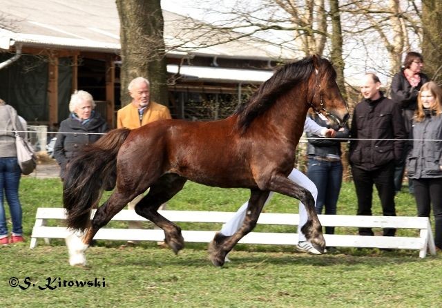 Arvalon Charles / Welsh Cob Sek. D