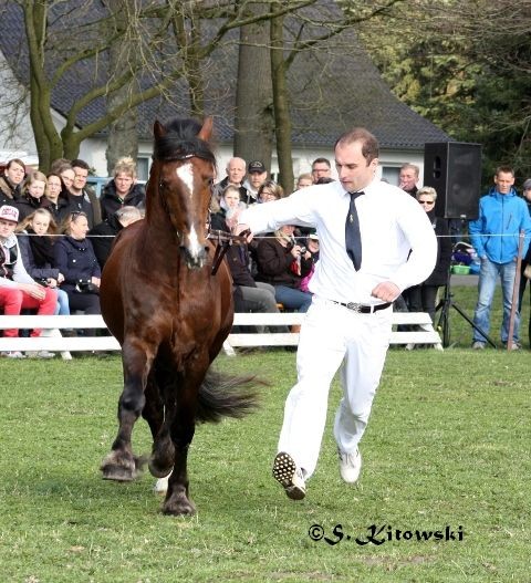 Arvalon Charles / Welsh Cob Sek. D