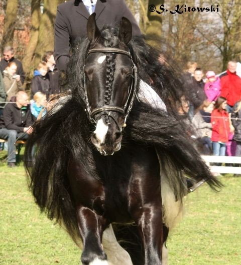 Nobody is Perfekt / Irish Cob