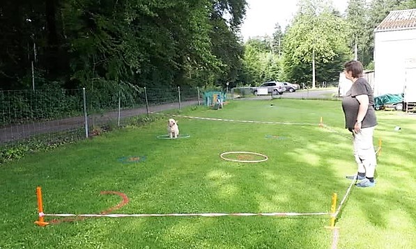 Hundeplausch/Plauschgruppe © Hundeschule gooddog