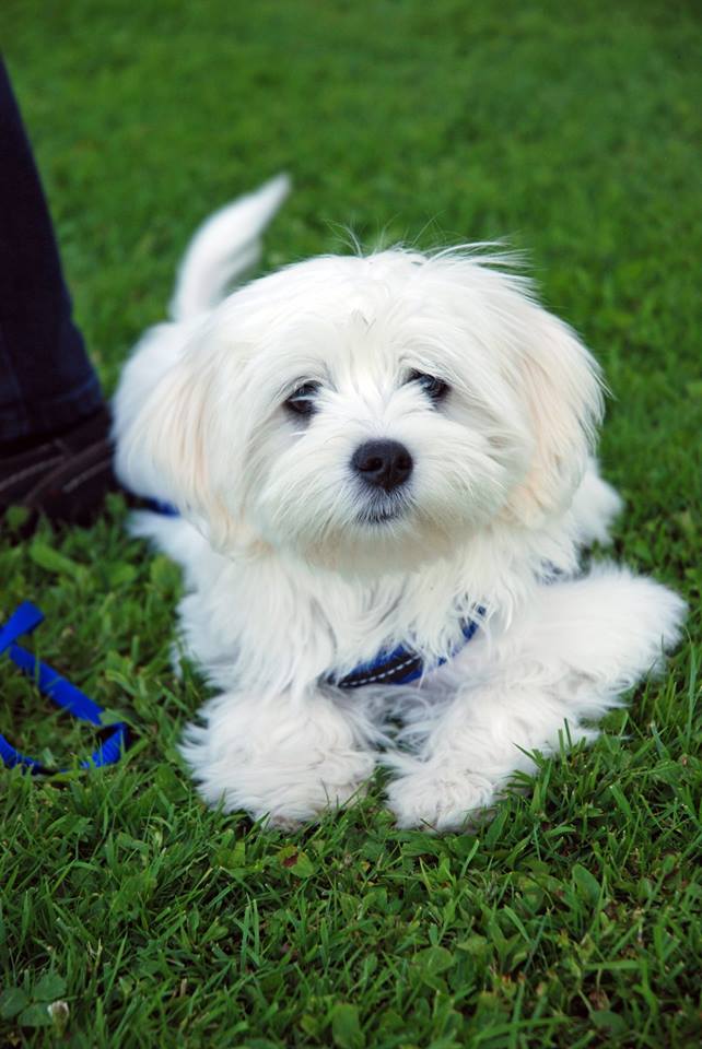 Zwergligruppe/Zwerghunde © Hundeschule gooddog