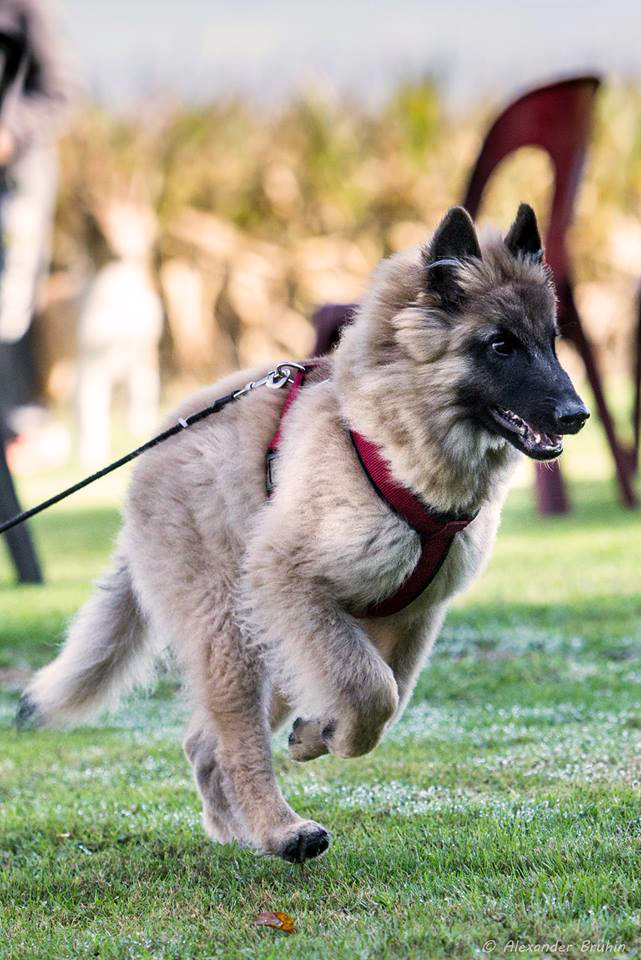 Junghundekurs © Hundeschule gooddog