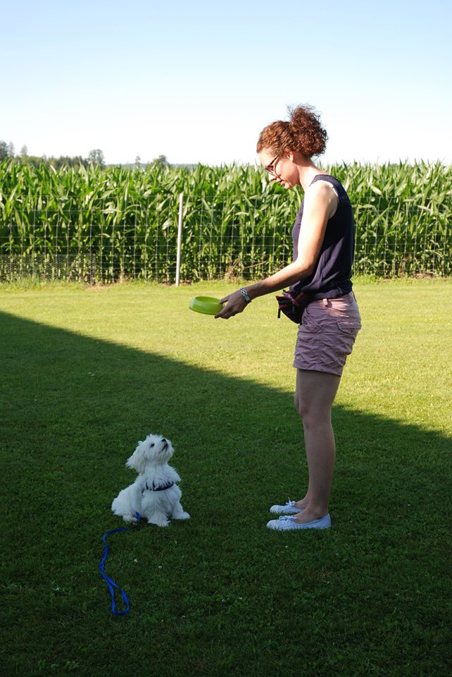 Zwergligruppe/Zwerghunde © Hundeschule gooddog