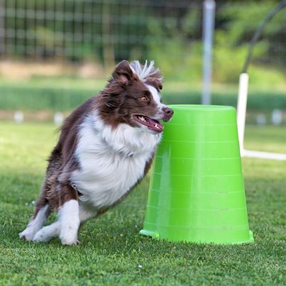 Hoopers/Hoop-Agi/Nadac © Hundeschule gooddog