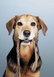 (c) gooddog-Theoriekurs für Hundehalter 