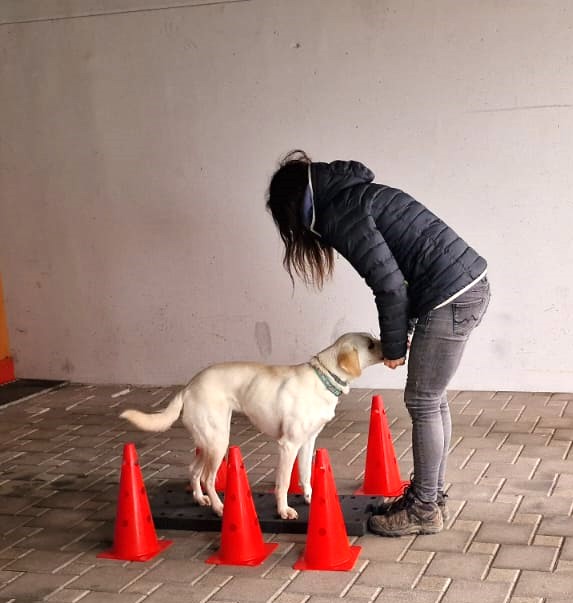 Fitness Loops © Hundeschule gooddog