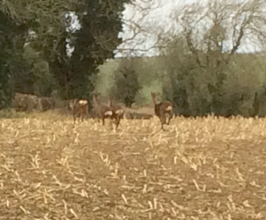  4 Roe deer skipping around the Maize stubble