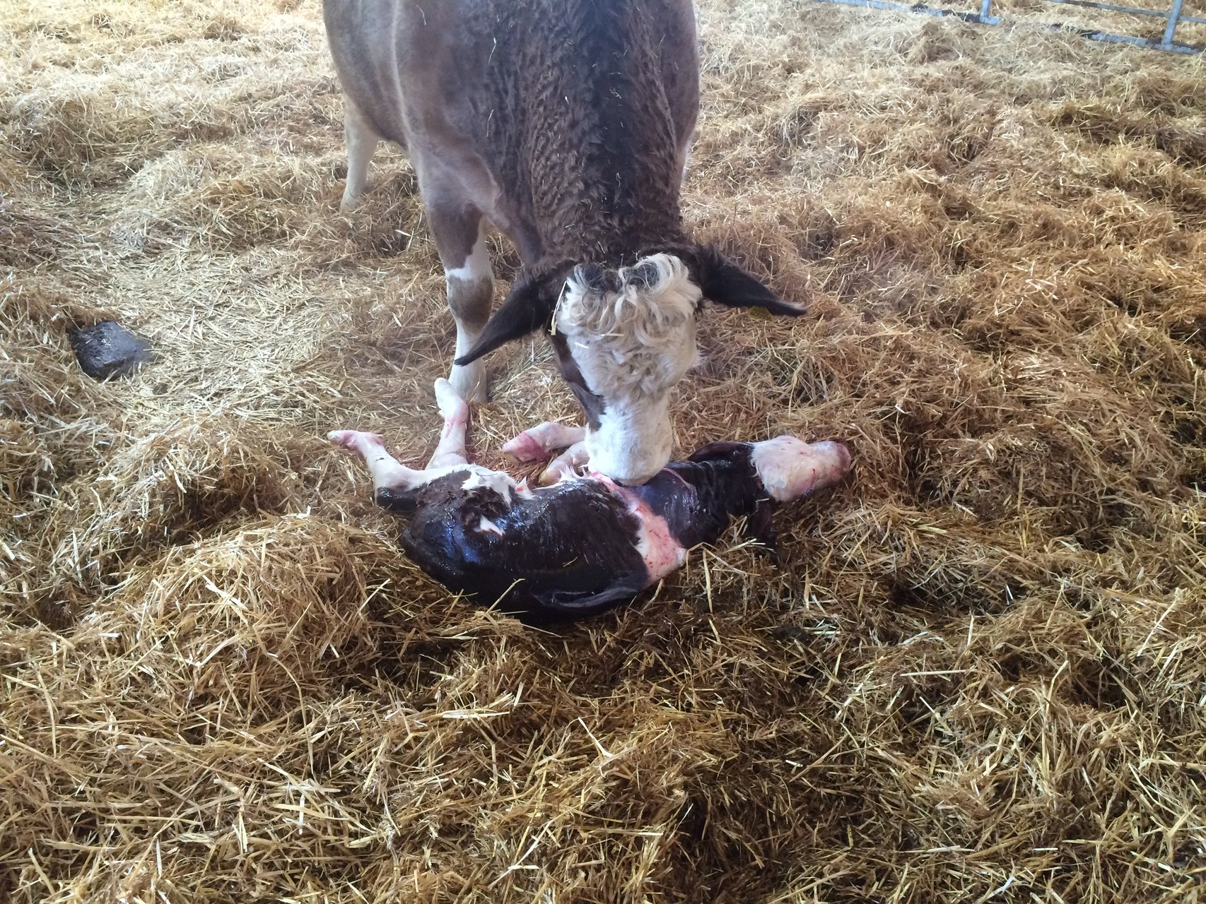 Patch & her just born bull calf