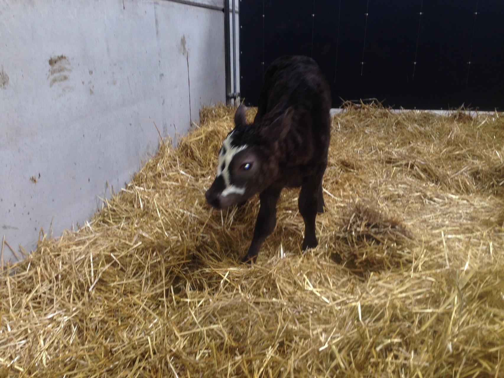 Aberdeen the first Aberdeen Angus female born at Red Oak