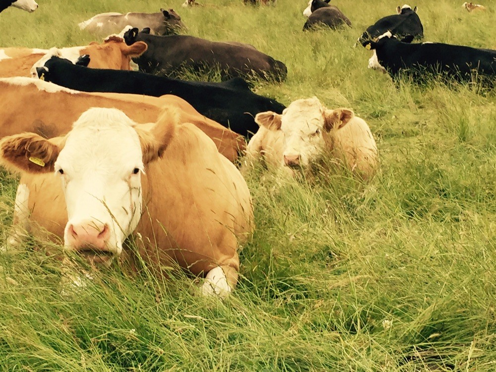 Our first pedigree Simmental Wanda