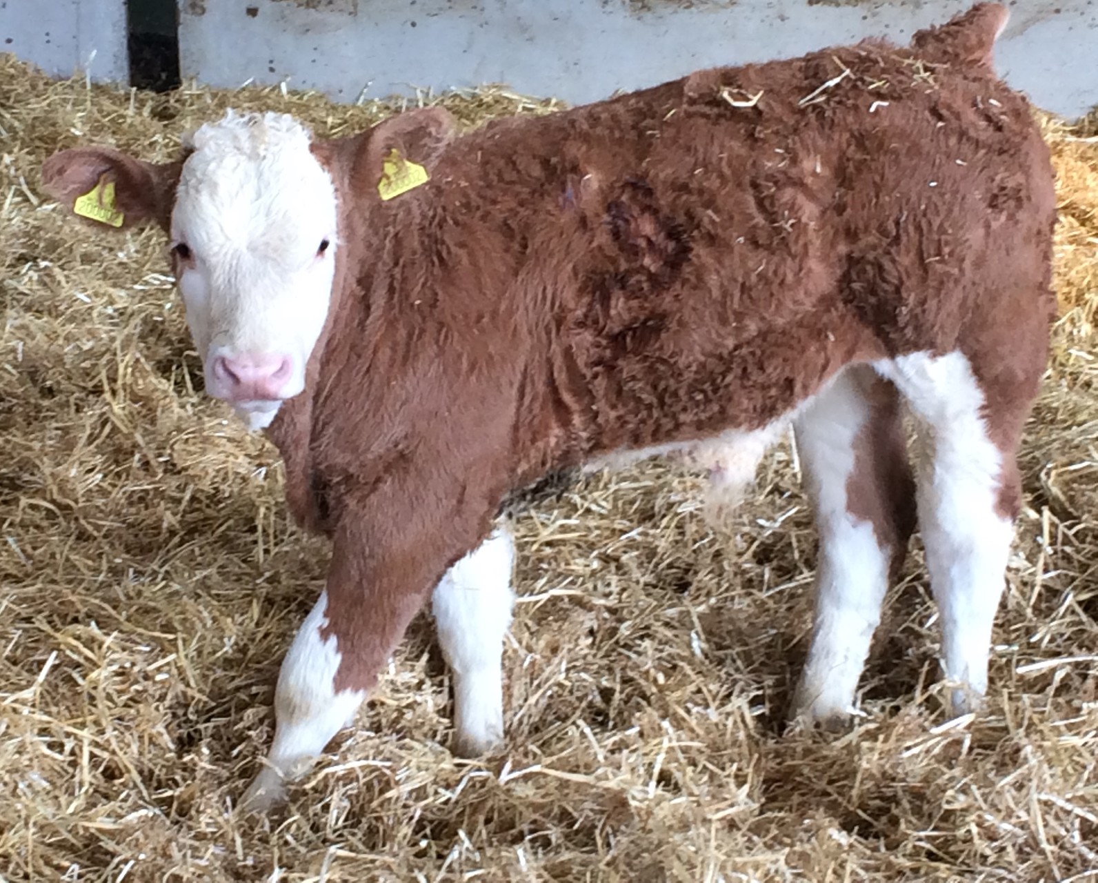 Pedigree Simmental Red Oak Herbie