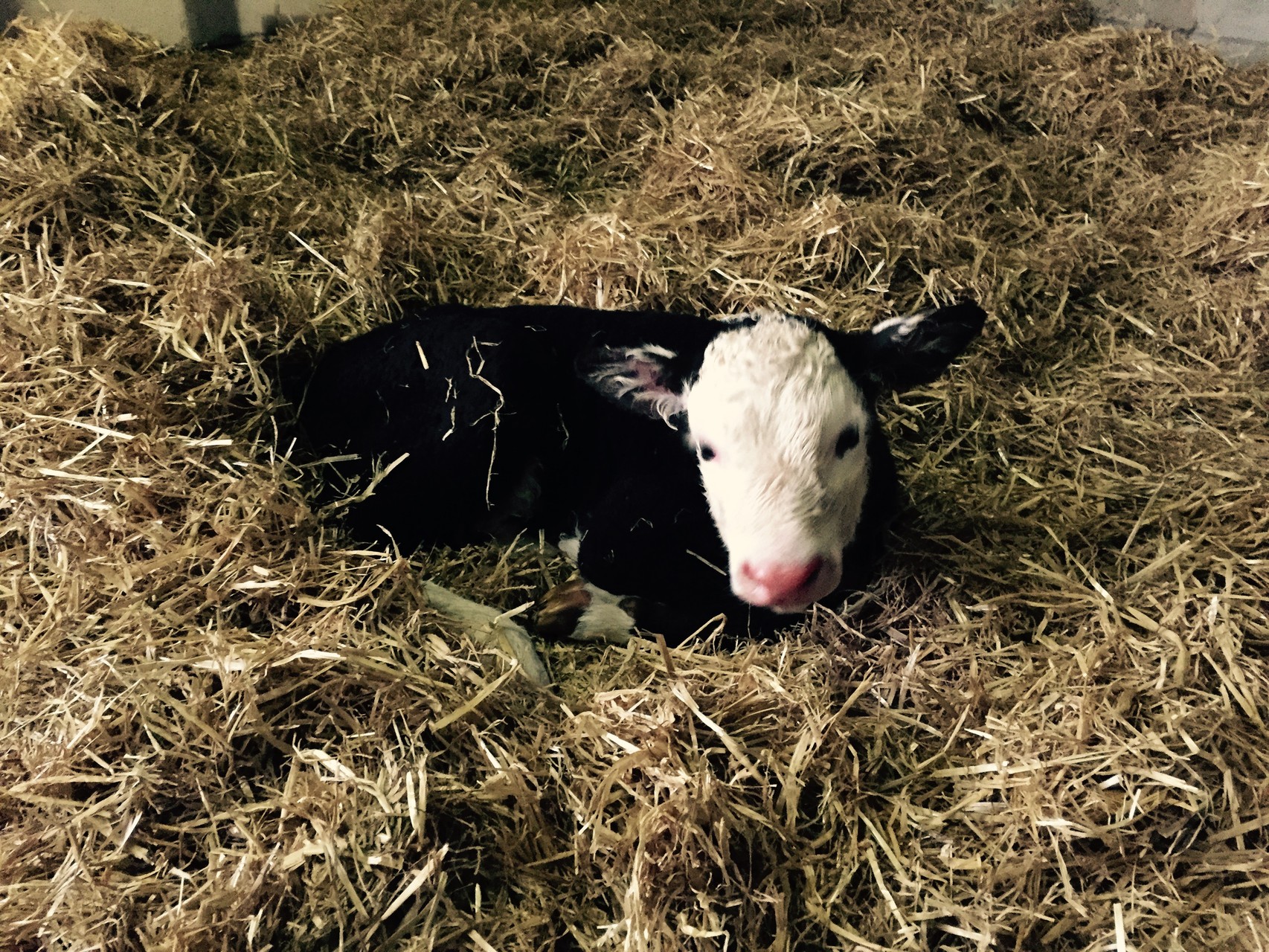 Ribbon, a very cuddly calf