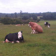 "Samson sit" (Samson was our main Stock Bull in the 2011 bulling season, father of all 2012 born animals