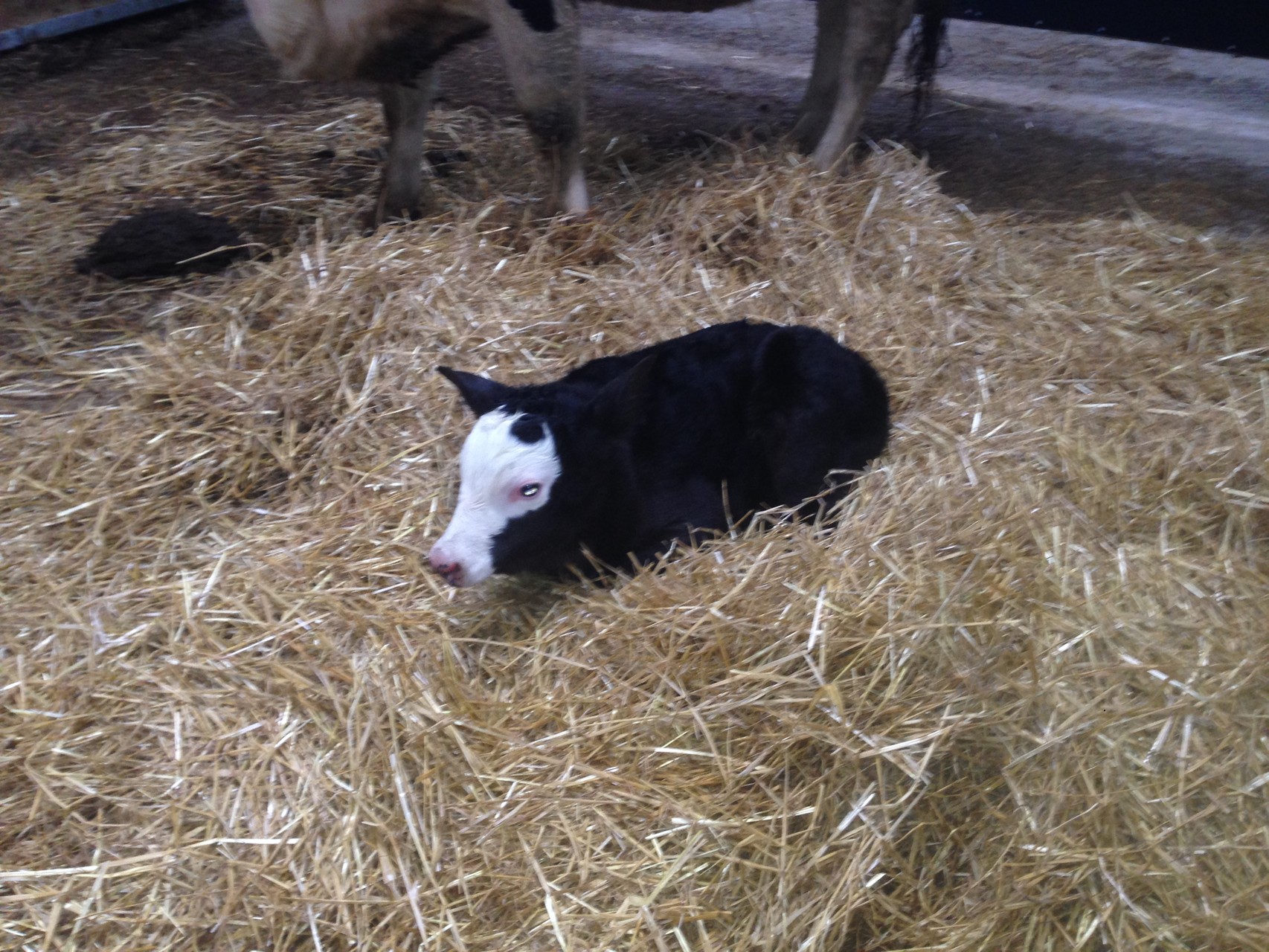 Angus the first Aberdeen Angus born at Red Oak