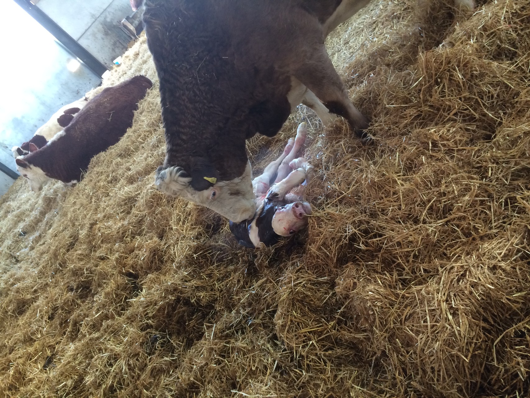 Patch & her just born bull calf