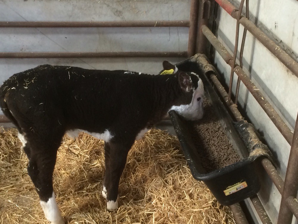 What a pig! Ribbon eating creep feed at five days old, looks like she is going to be like her mother.