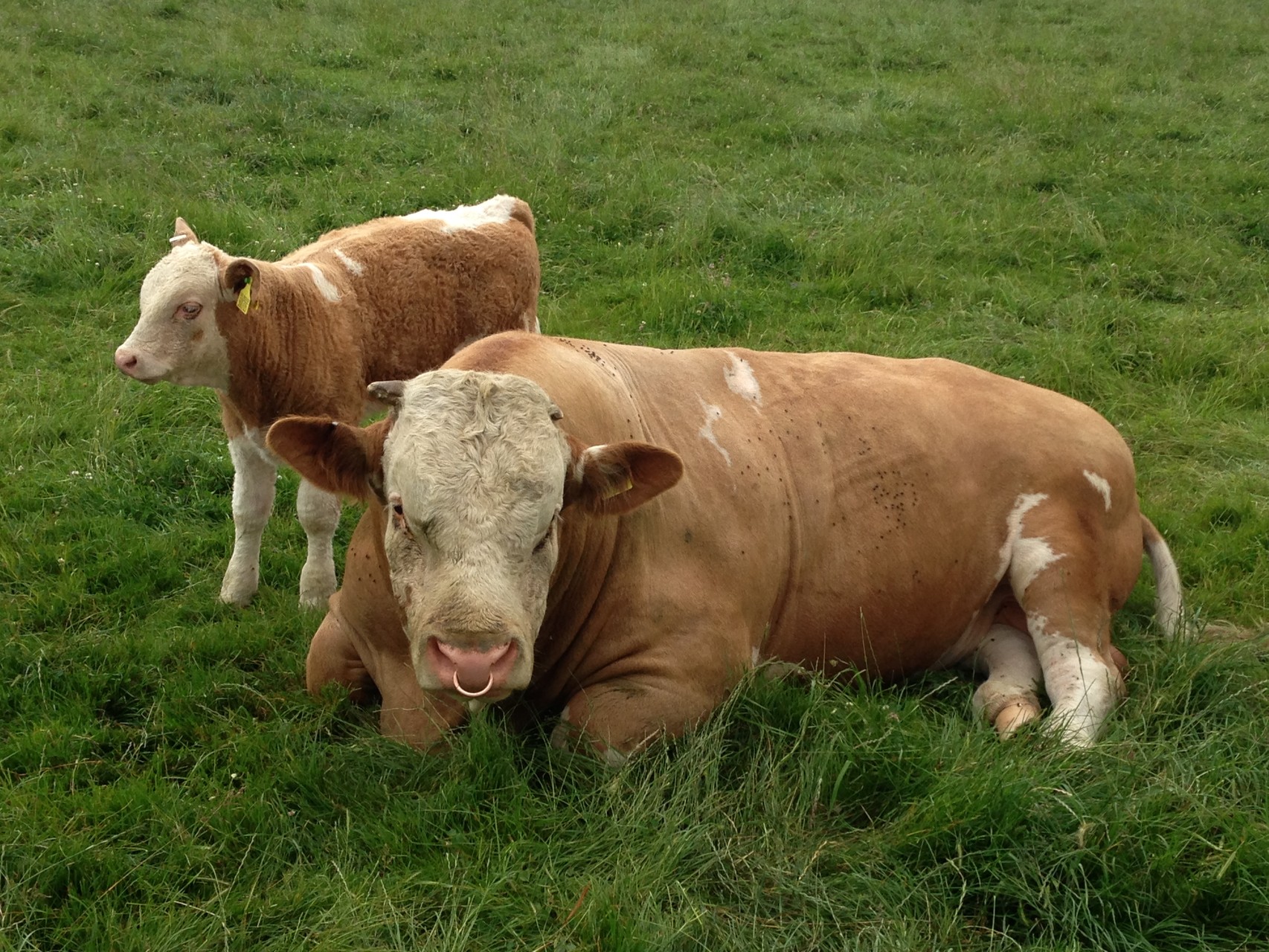 What are we doing dad? Look cow bulling Dad.