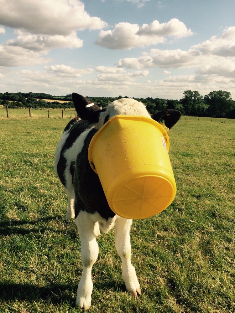 Our self feeding bucket!