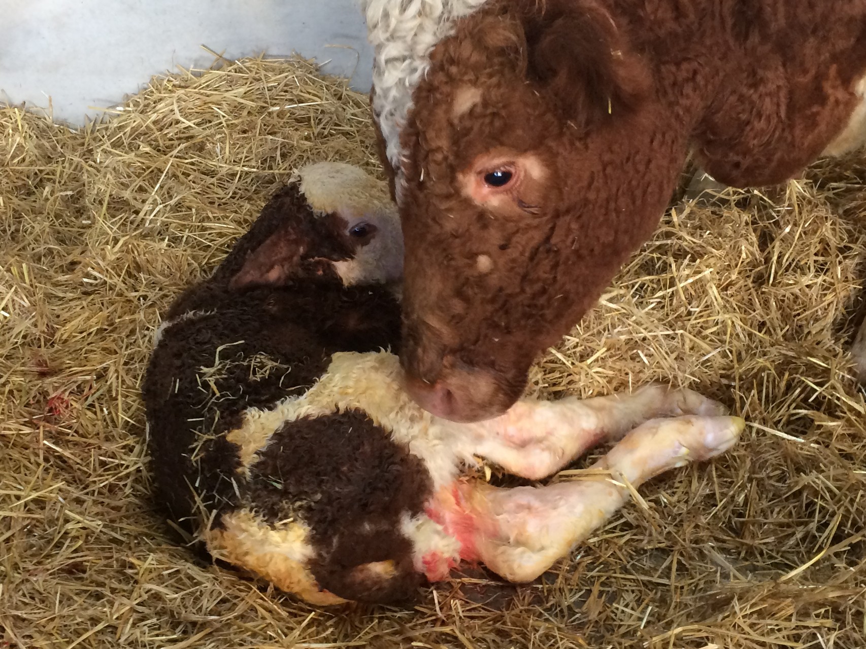 Amy & Tiger-Lily just after birth