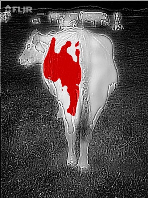 Brindle on a picture taken using our Thermal Imaging Camera