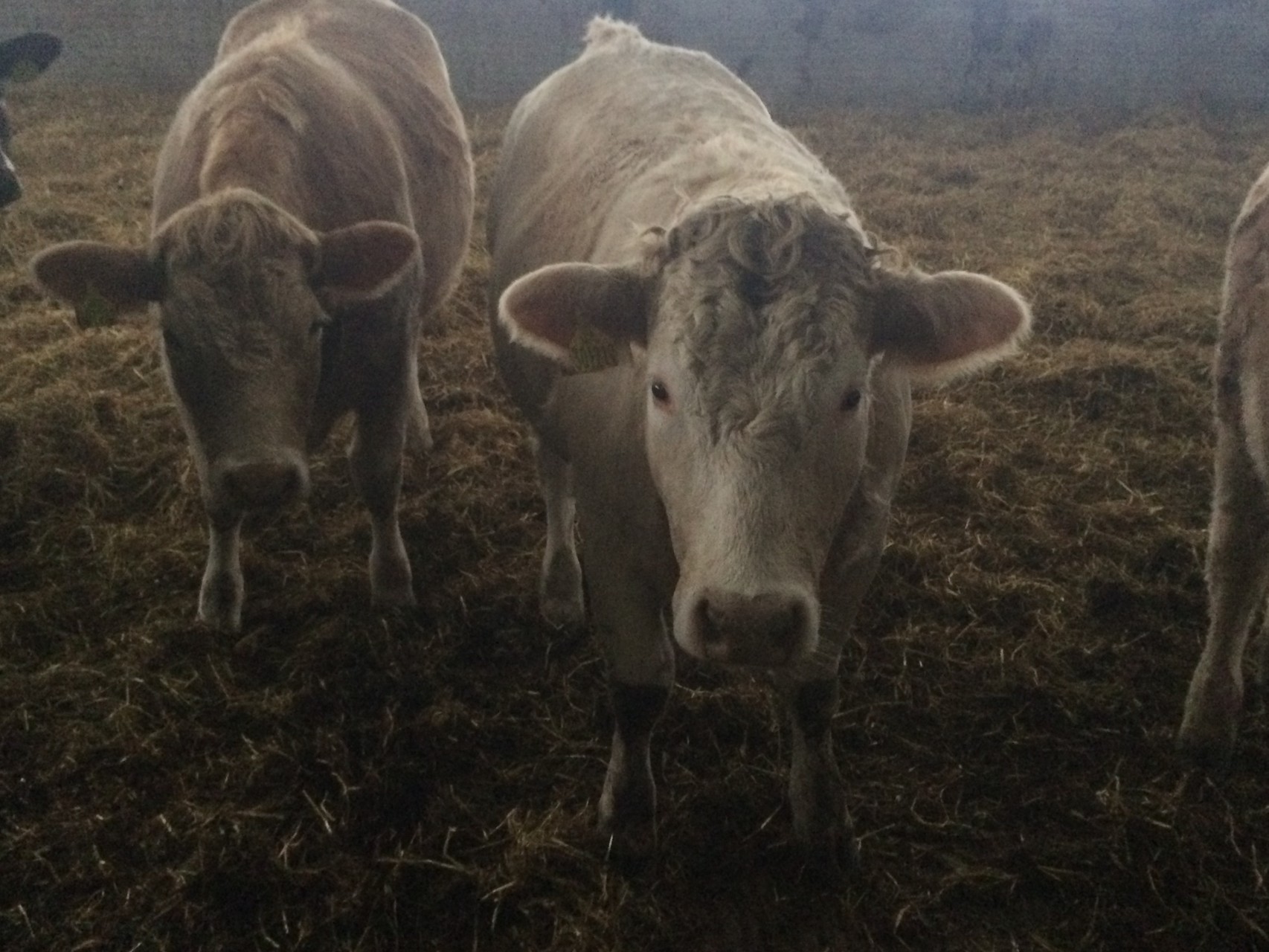 Two of the new girls after having Red Angus embryo implanted