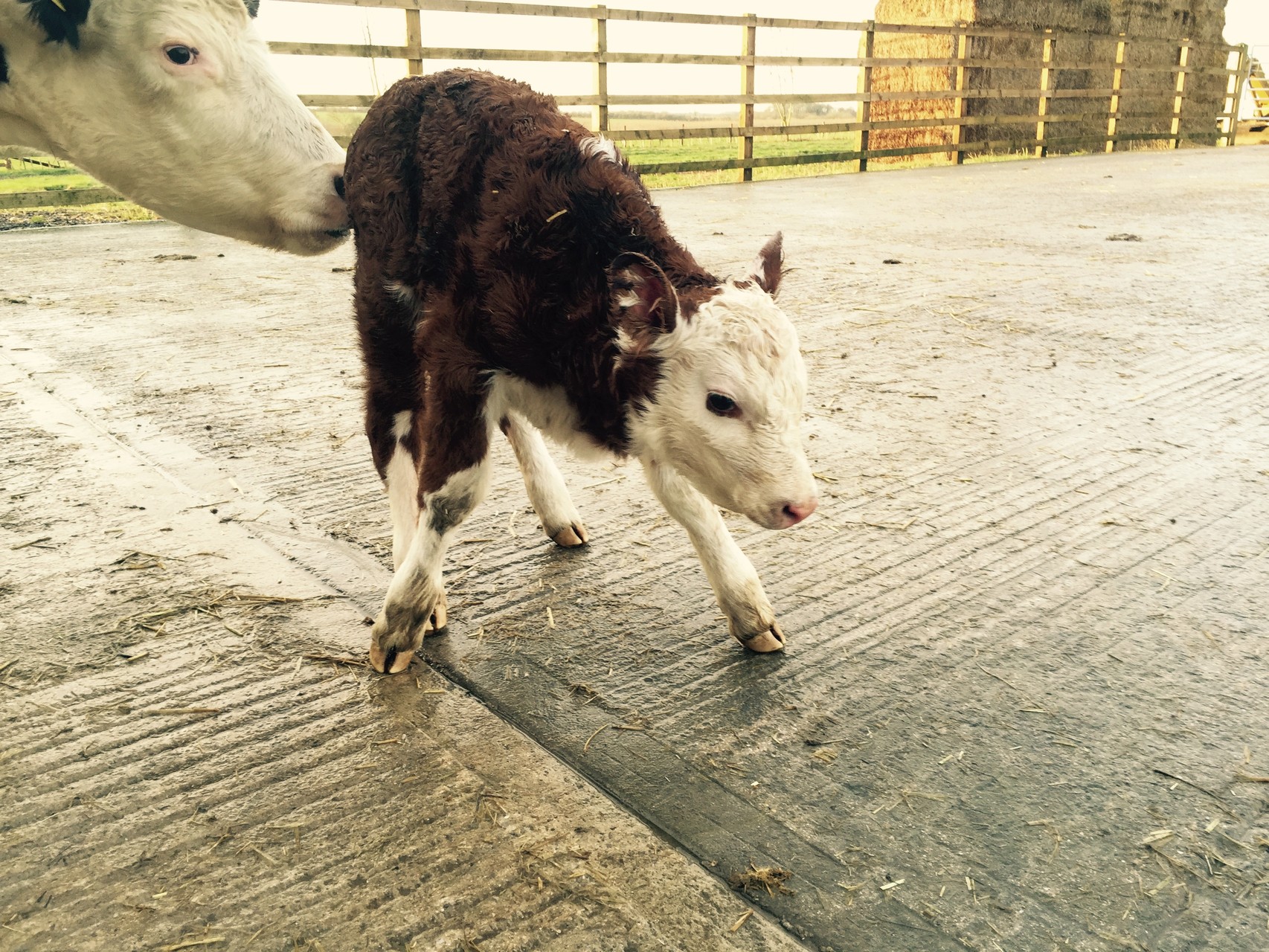 Charlene is not to sure about concrete!