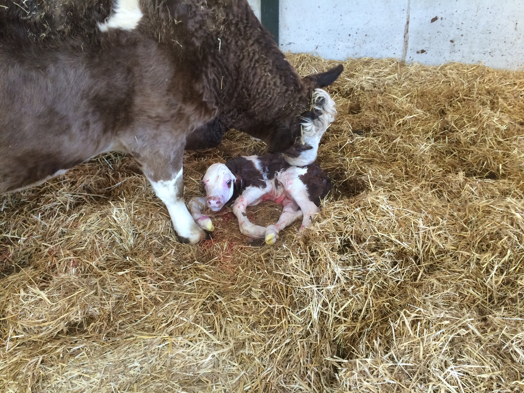 Patch & her just born bull calf