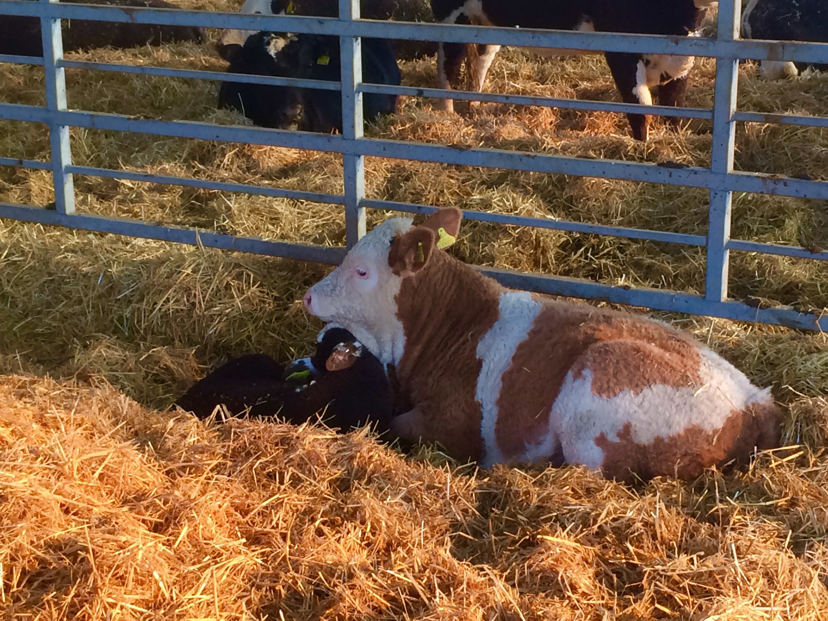 Gypsy-Rose giving Ribbon a cuddle