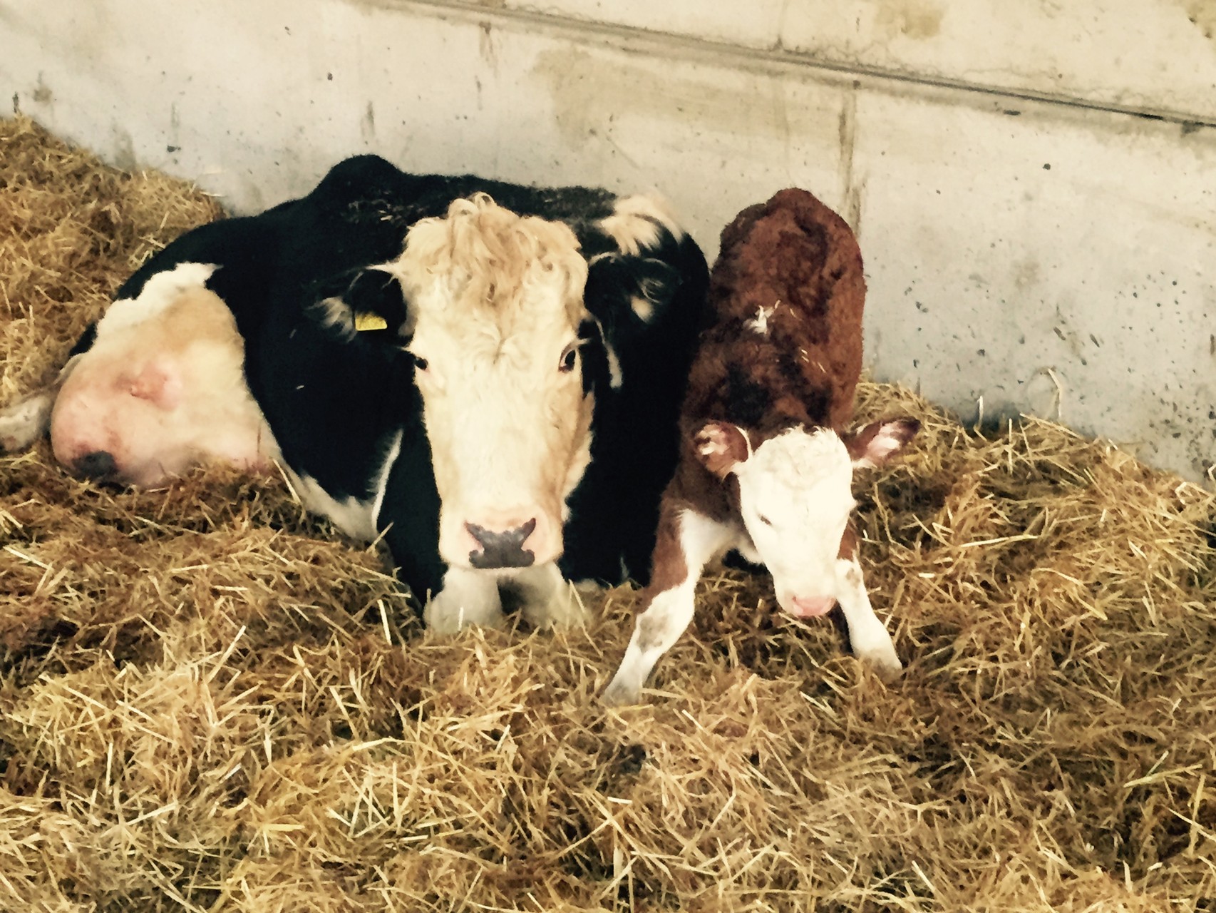 Proud mum Mrs Charles with her daughter Charlene, the first calf born in 2016