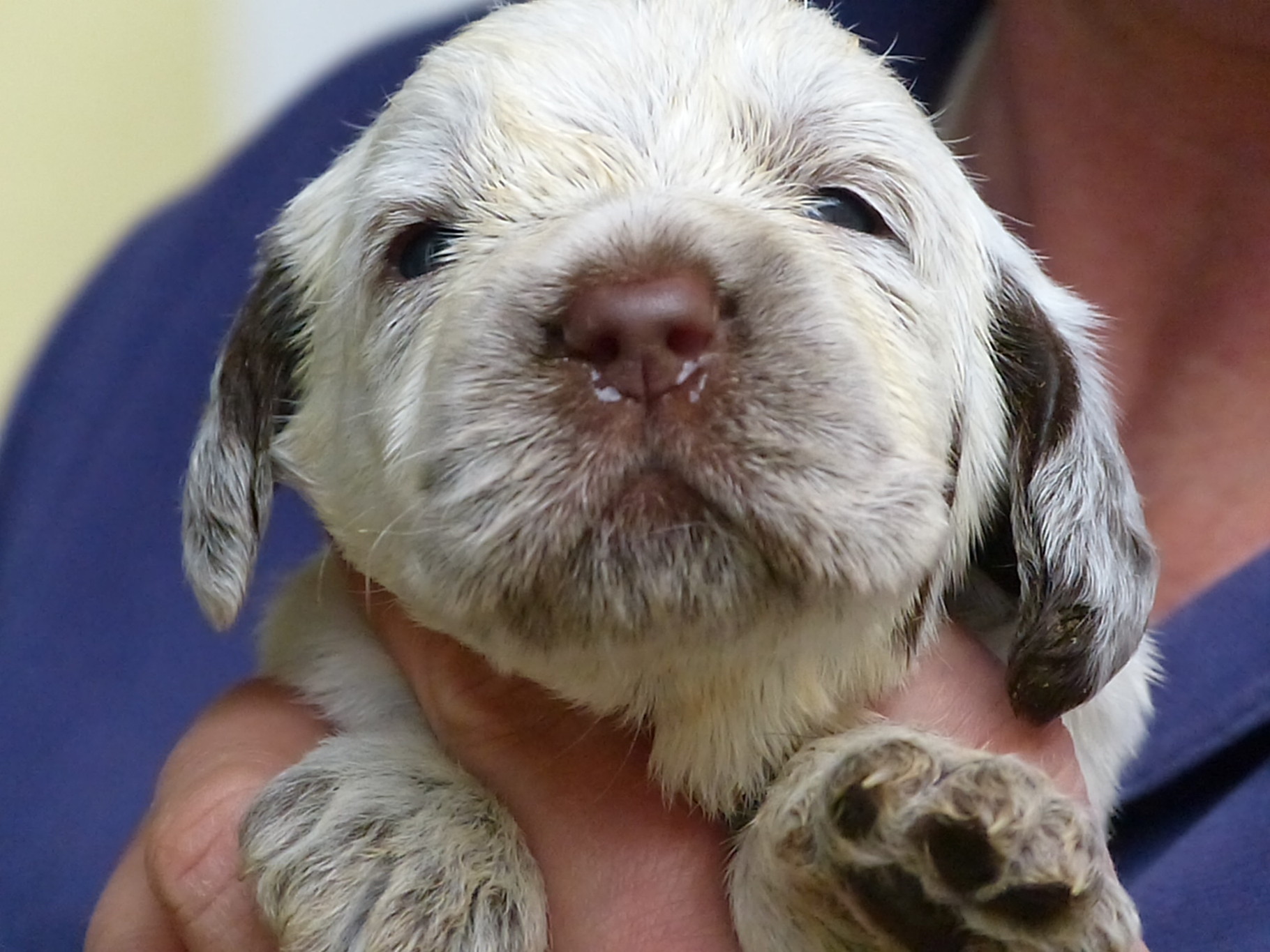 www.spinone.at yspinones Webseite!