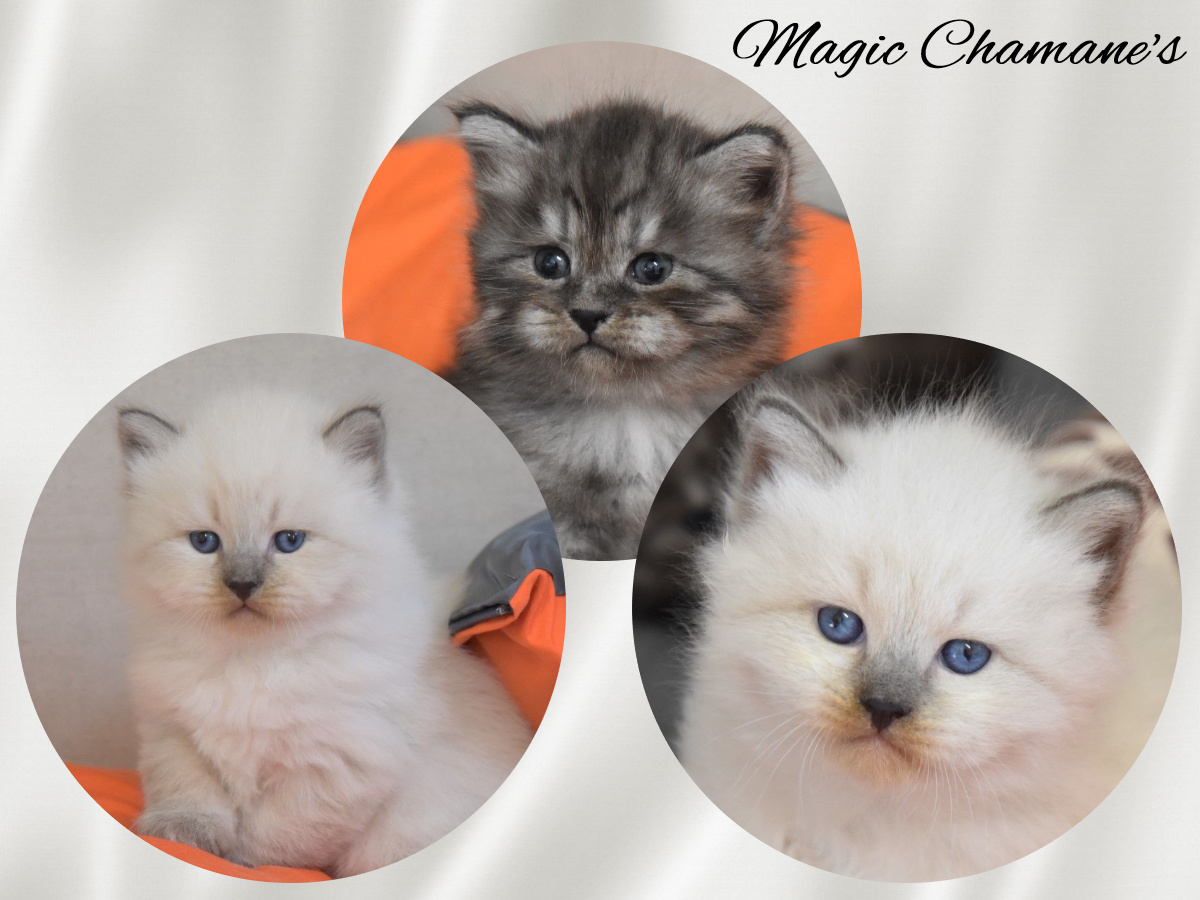 Les chatons Sibérien d'Unique et Magic à 4 semaines
