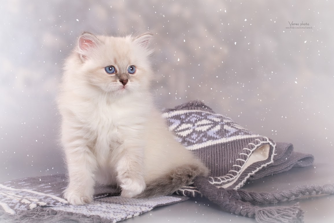 Chatons sibériens disponibles - Les sibériens de Magic Chatons sibériens disponibles - Les sibériens de Magic