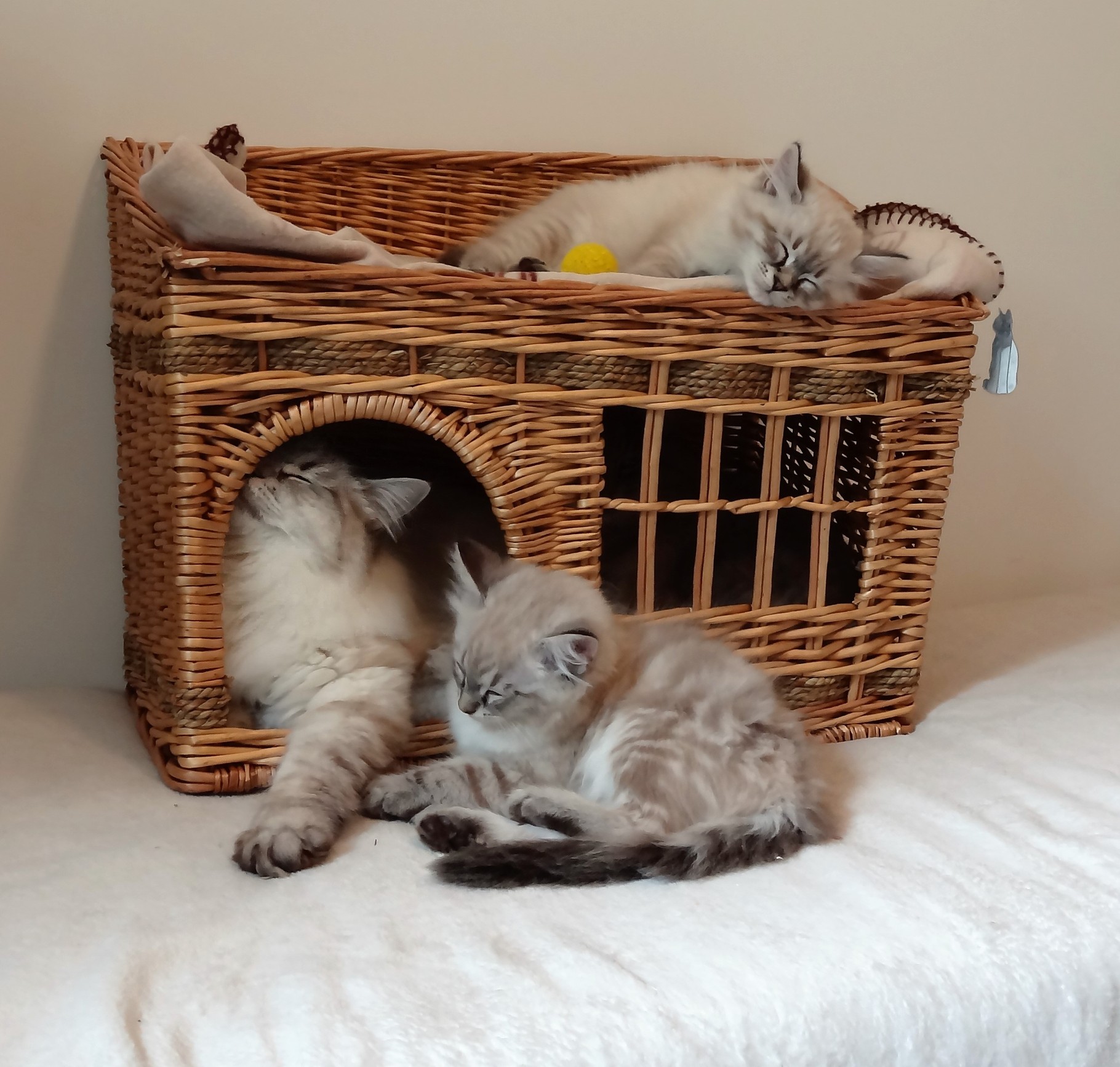 Nos chatons sibériens à vendre - Les sibériens de Magic Nos chatons sibériens à vendre - Les sibériens de Magic