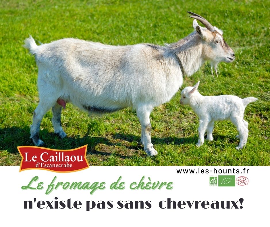 Le fromage de chèvre n'existe pas sans chevreaux