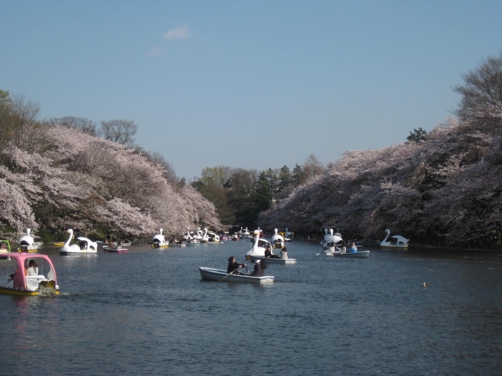Inokashira park during Sakura season Tokyo Mitaka